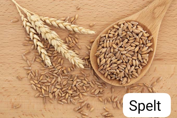 Seed